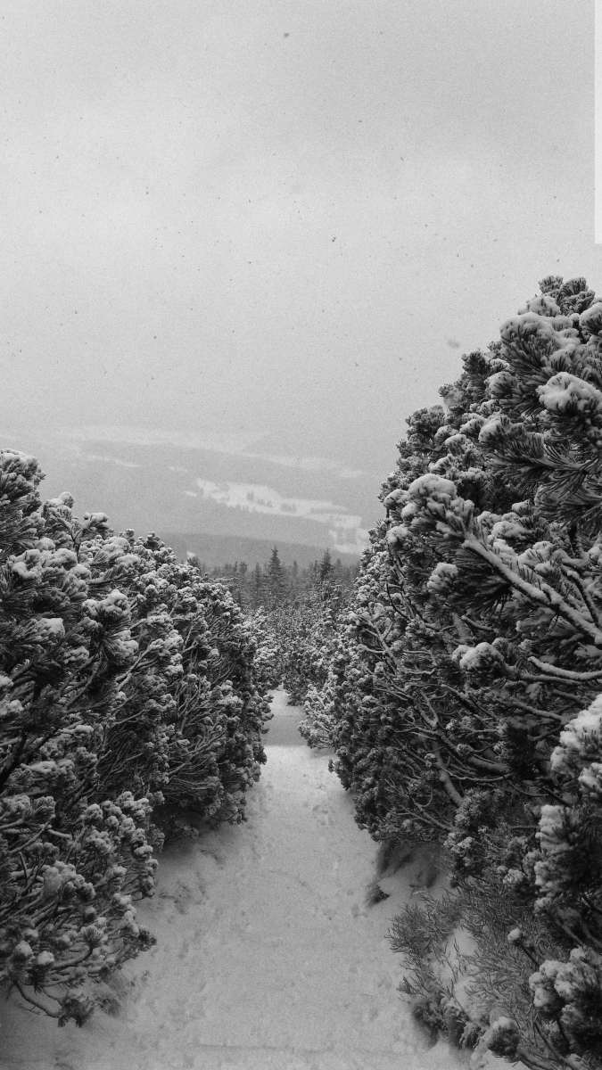 śnieżka5